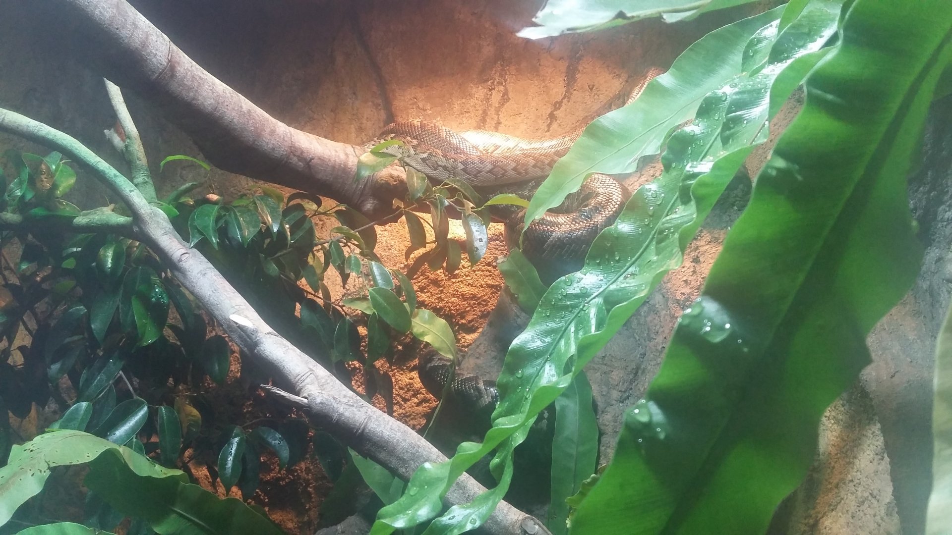 Cuban boa (Chilabothrus angulifer)