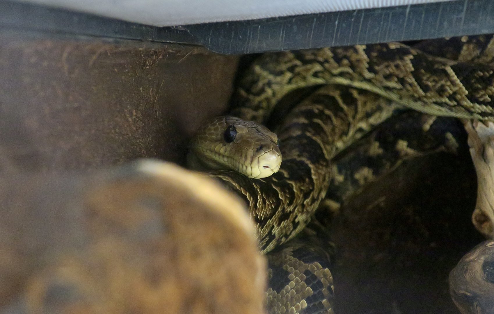 Cuban Boa (Chilabothrus angulifer)