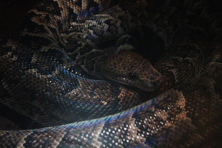 Cuban boa (Chilabothrus angulifer)