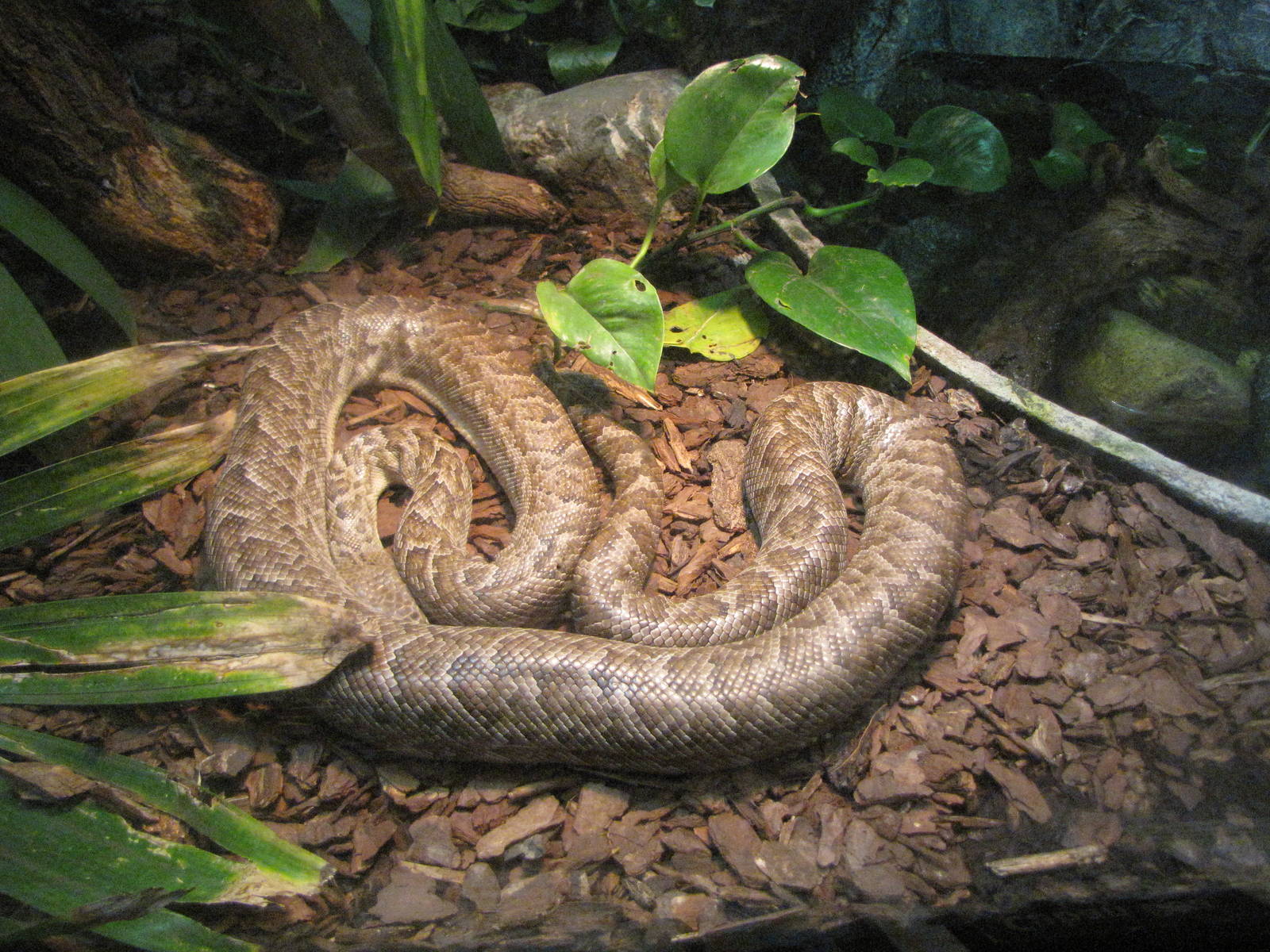 Cuban Boa Constrictor