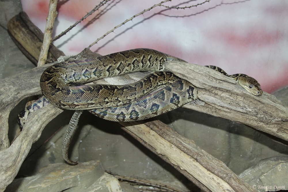 Cuban Boa (Epicrates angulifer)
