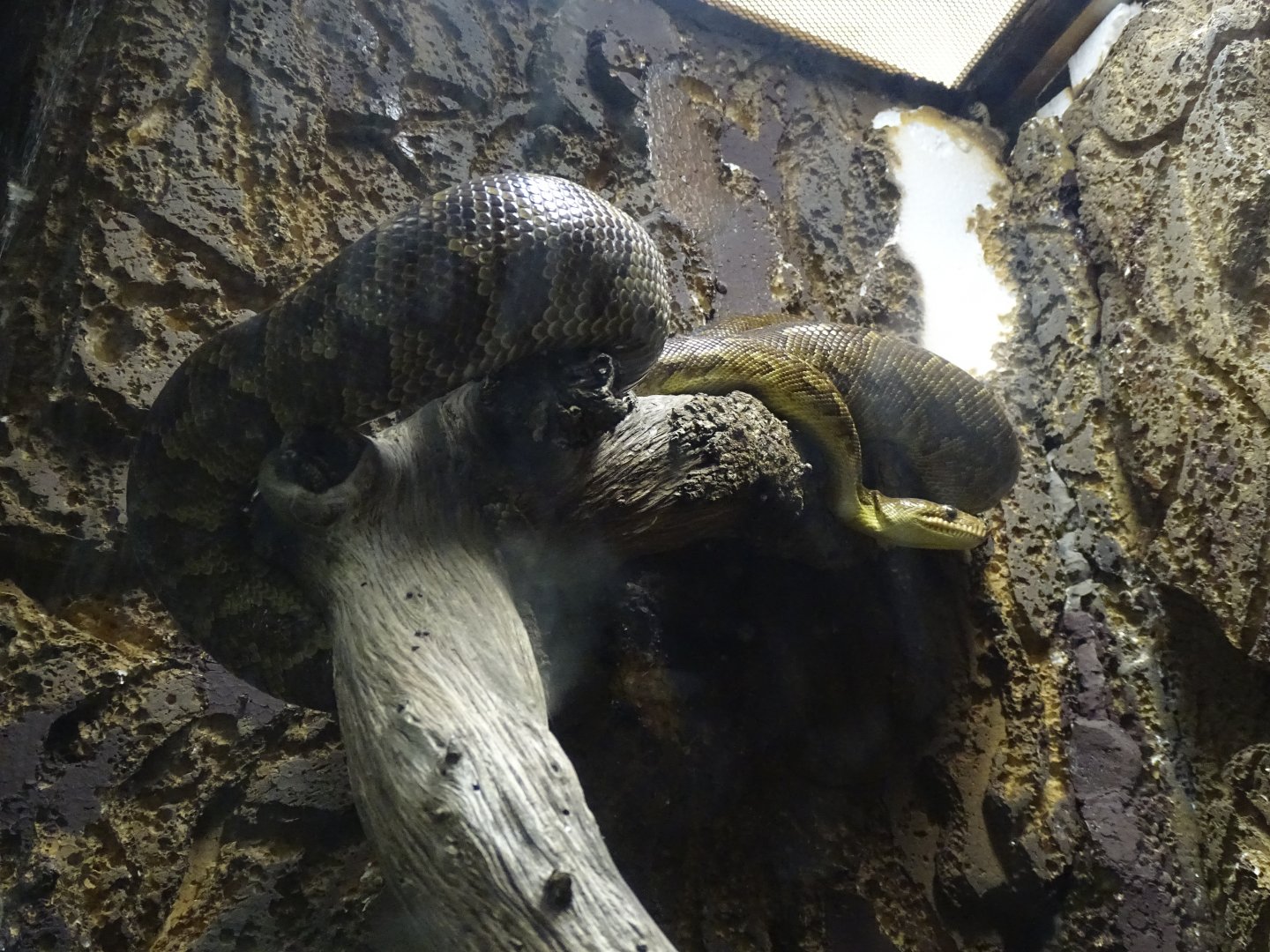 Cuban boa (Epicrates angulifer)