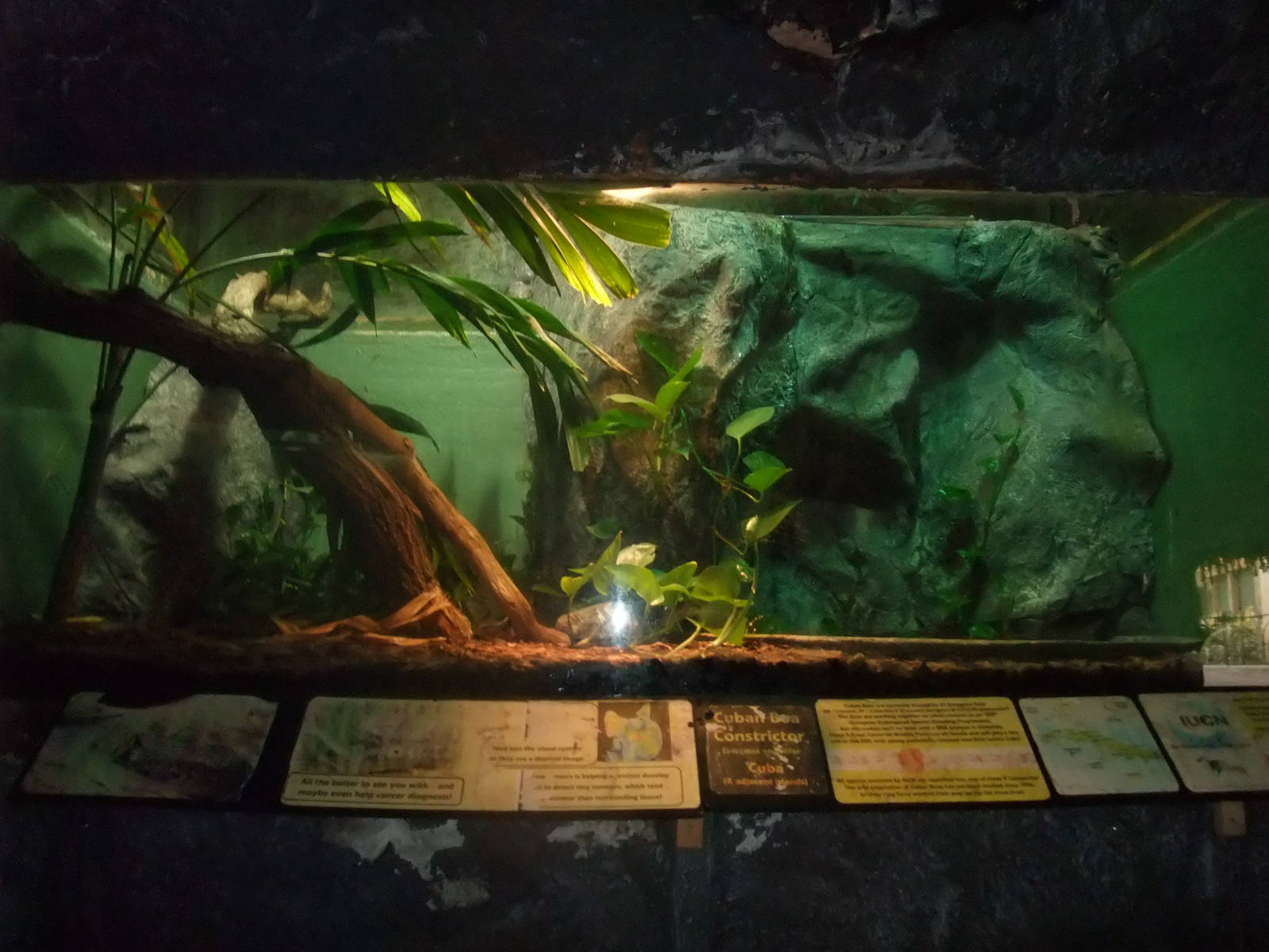 Cuban Boa Exhibit at the Palms: Final Visit, 08/08/10