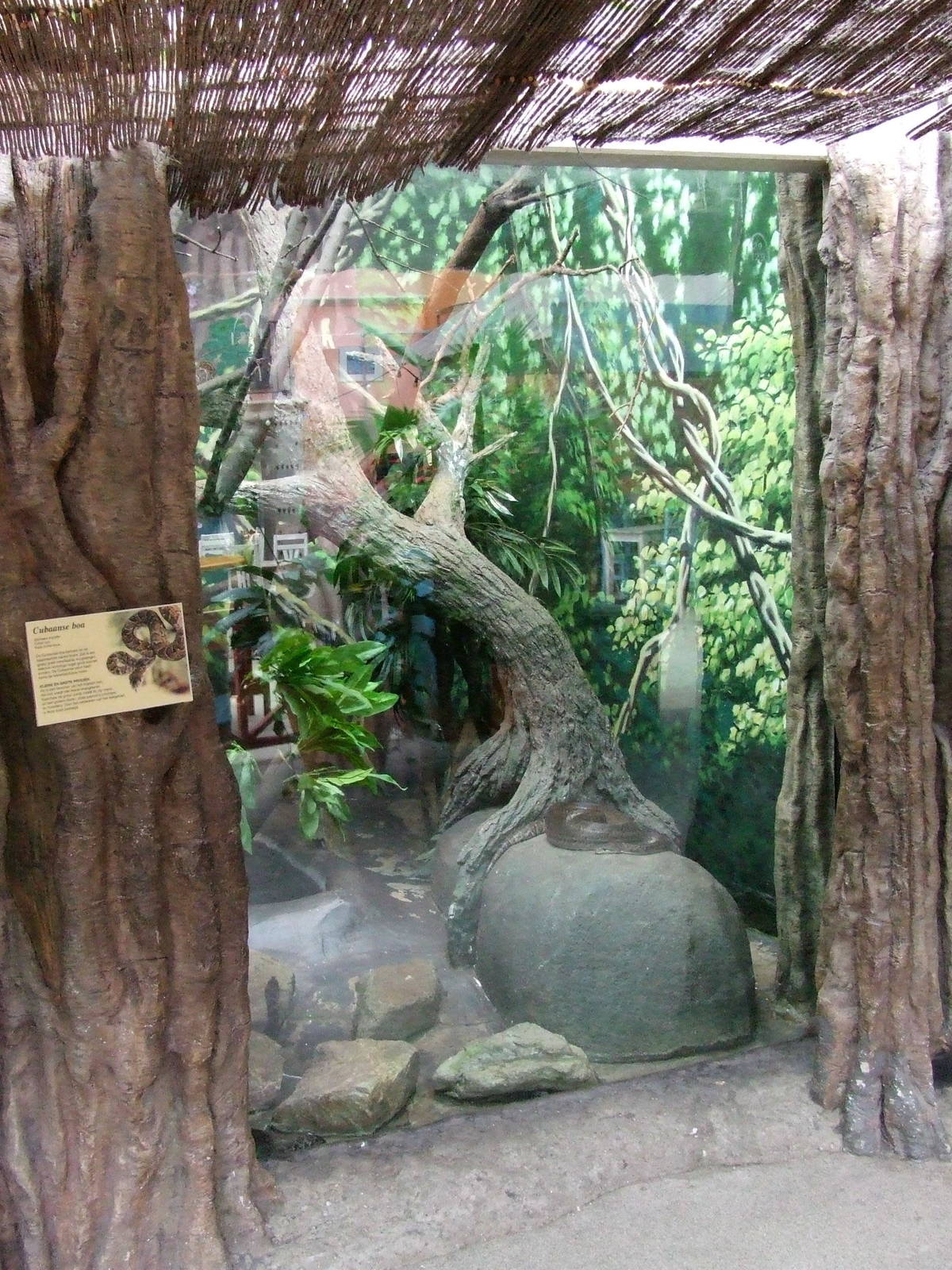 Cuban Boa exhibit, Oceanium