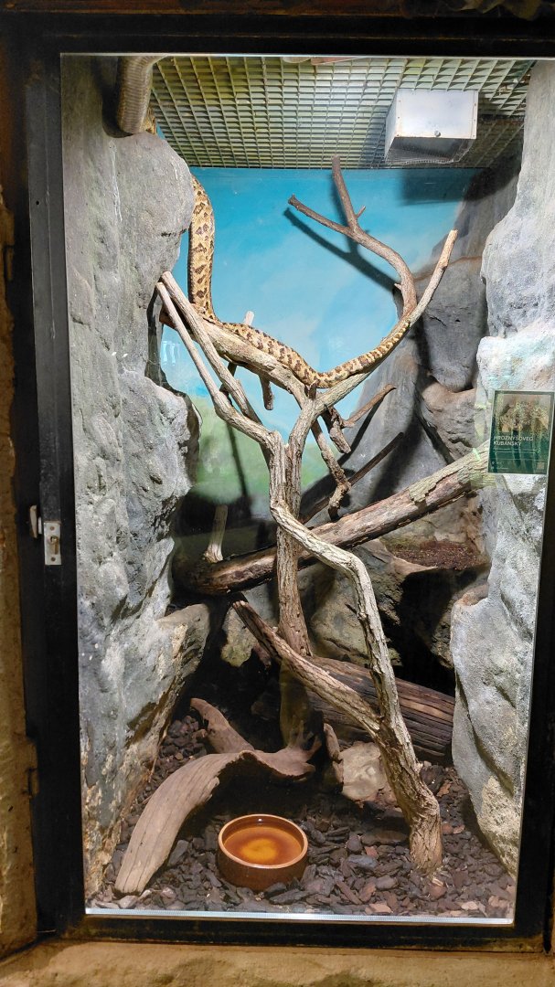 Cuban boa exhibit