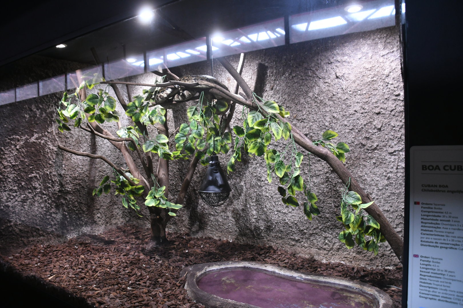 Cuban Boa tank (Reptile House)