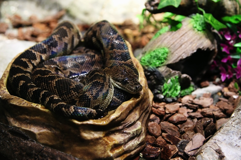 Cuban boa