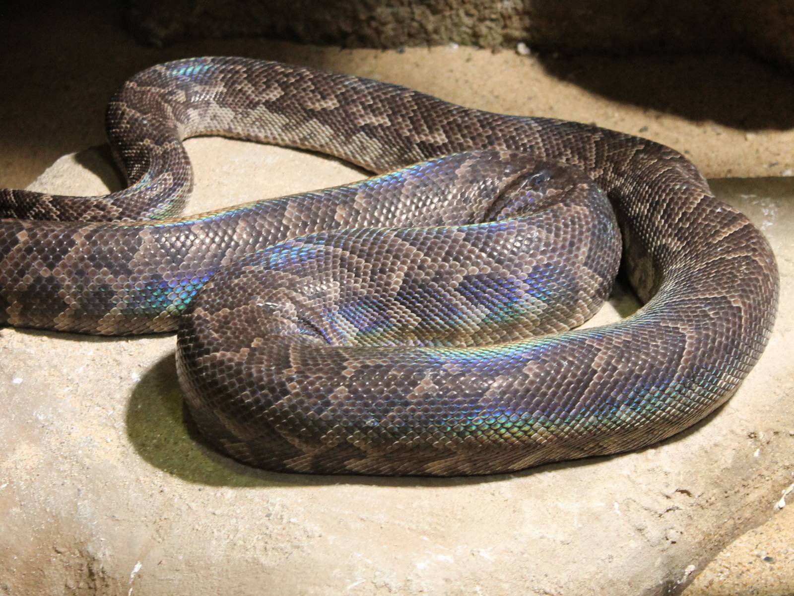Cuban boa