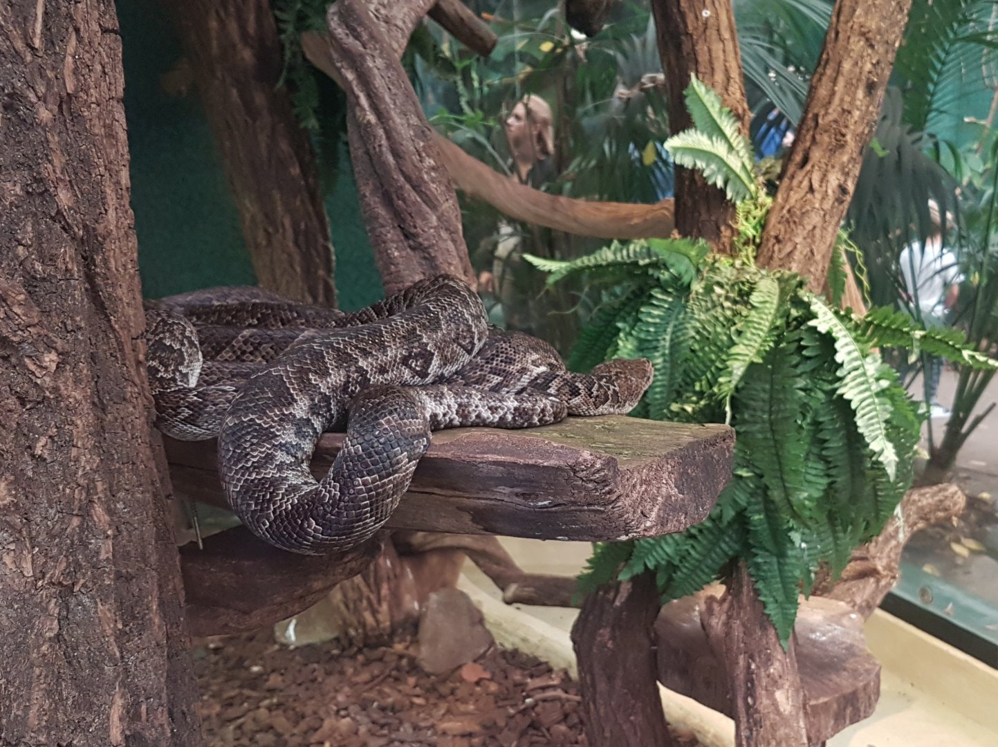 Cuban boa