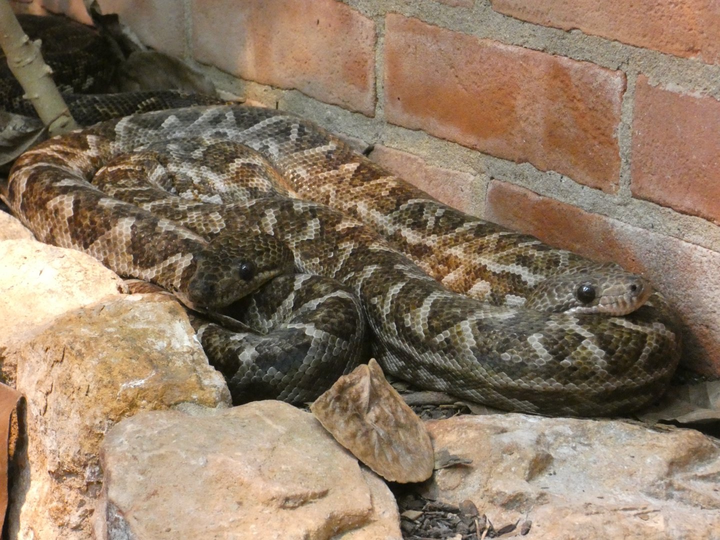 Cuban boa