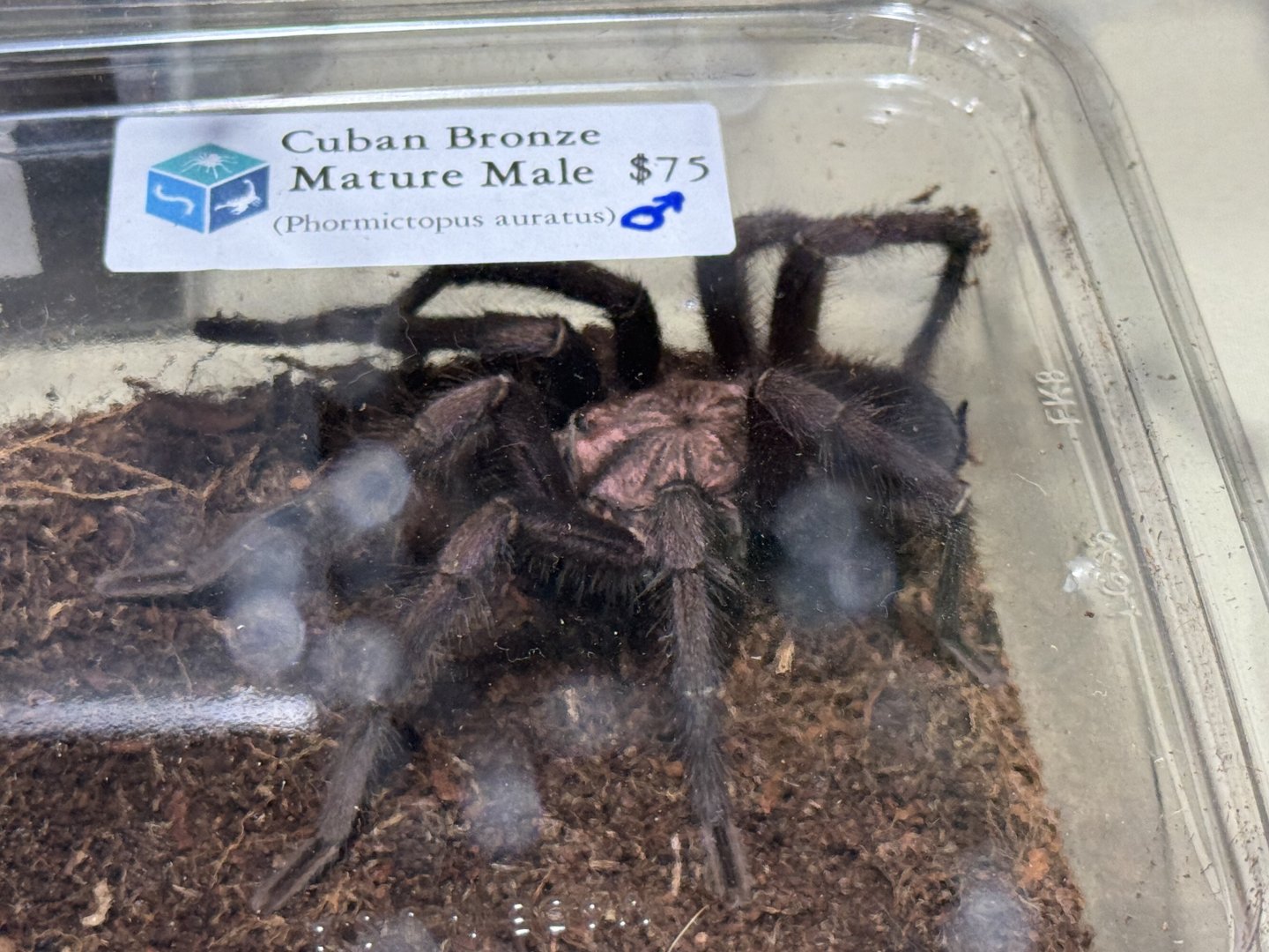 Cuban bronze tarantula