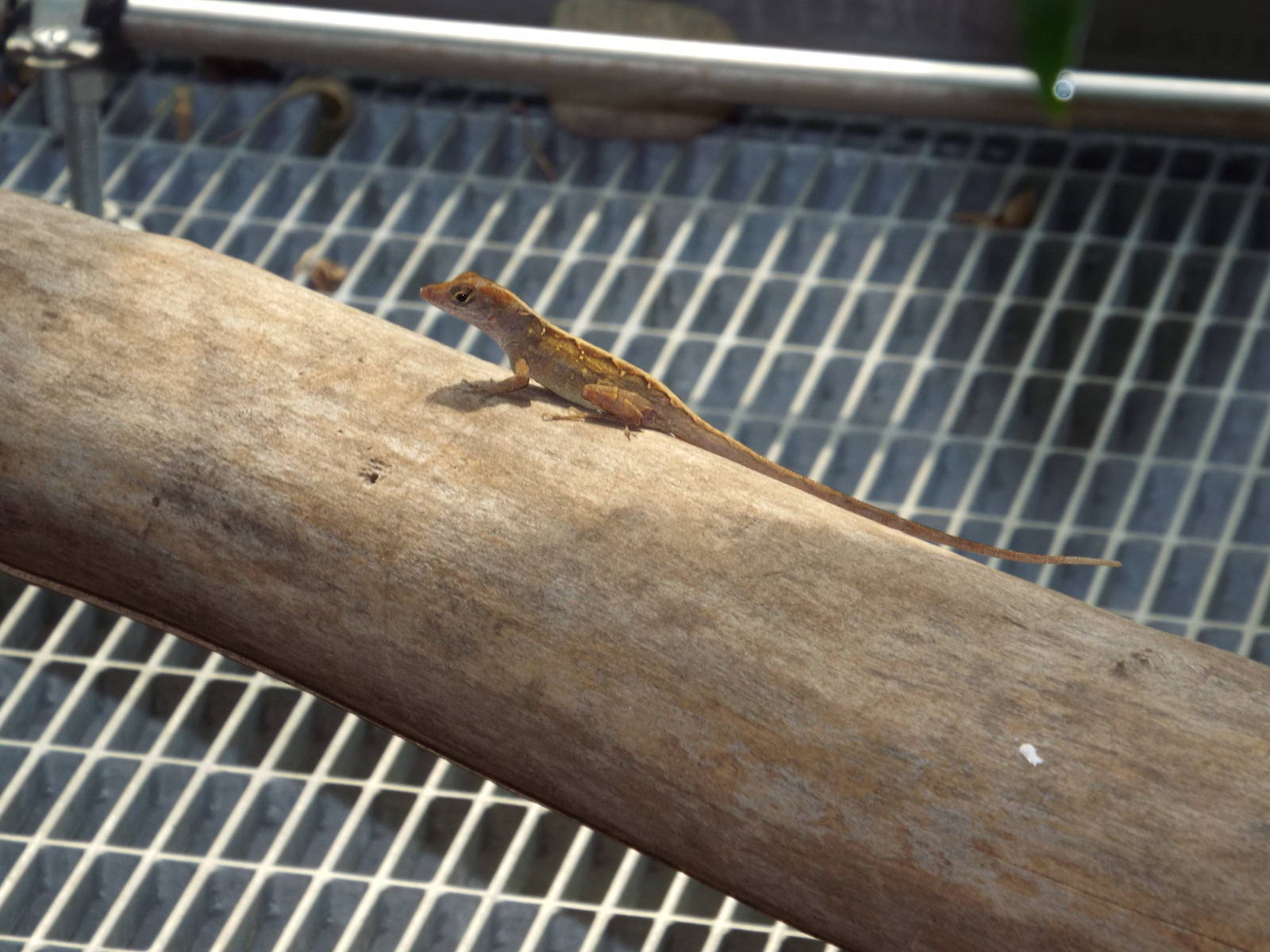 Cuban Brown Anole (Anolis sagrei) at Tierpark Hellabrunn - April 9th 2015