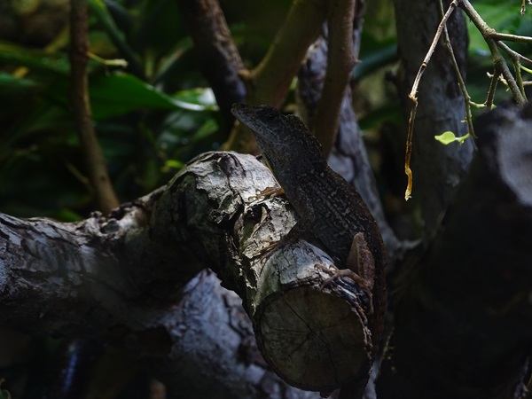 Cuban brown anole (Anolis sagrei)