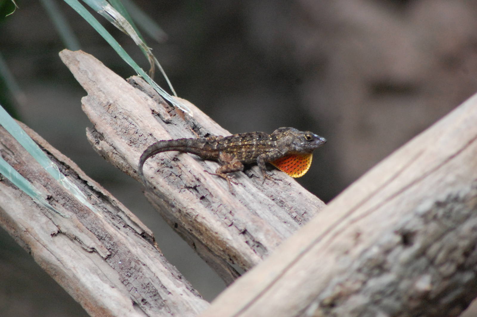 Cuban Brown Anole