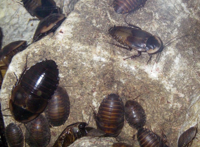Cuban Burrowing Cockroaches (Byrsotria fumigata)