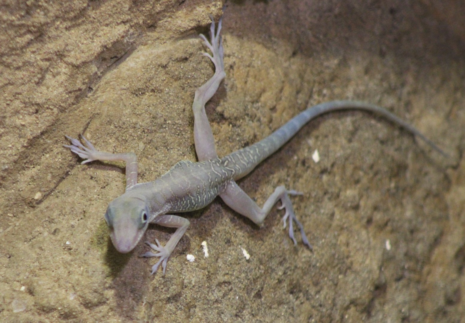 Cuban cave anole - Anolis bartschi