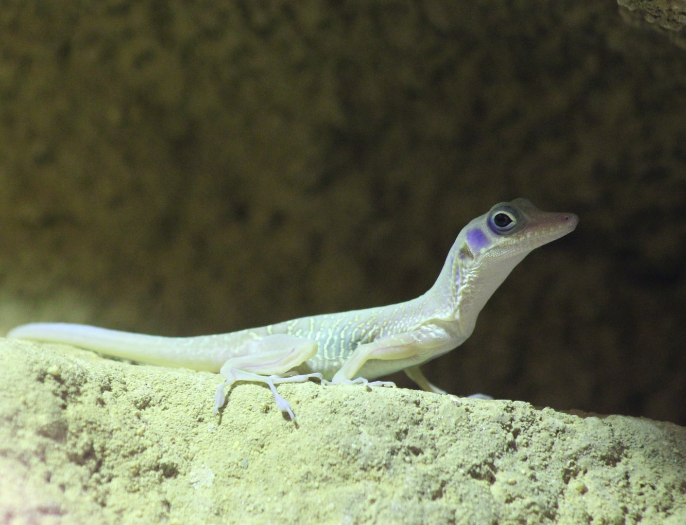 Cuban cave anole - Anolis bartschi