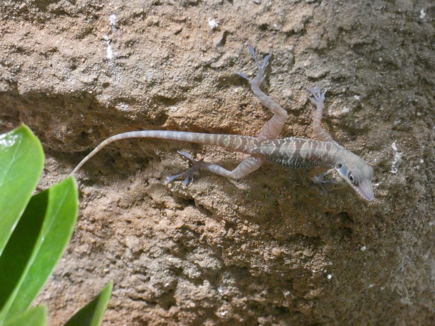 Cuban cave anole