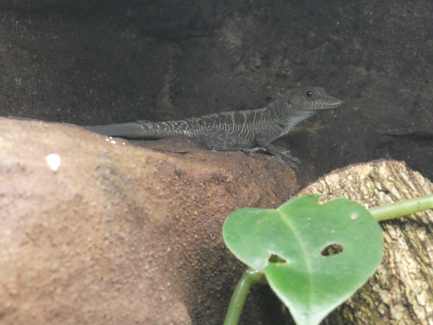 Cuban cave anole