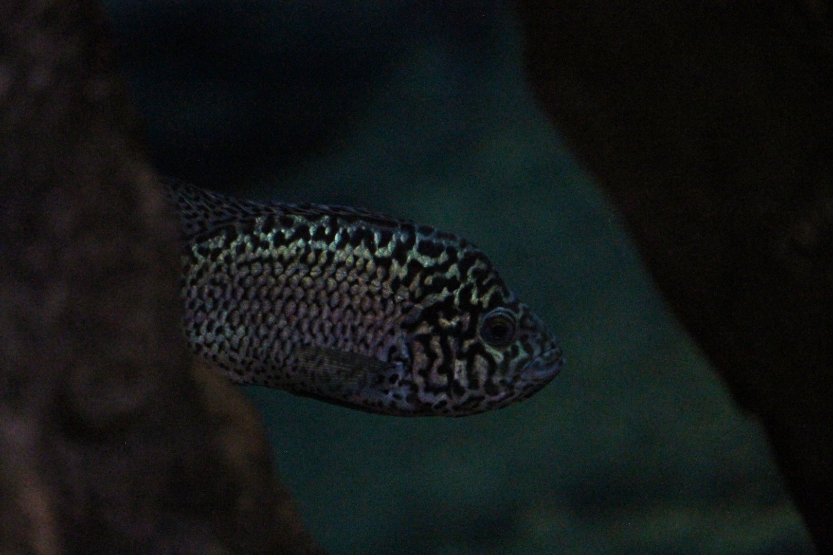 Cuban Cichlid (Nandopsis tetracanthus)