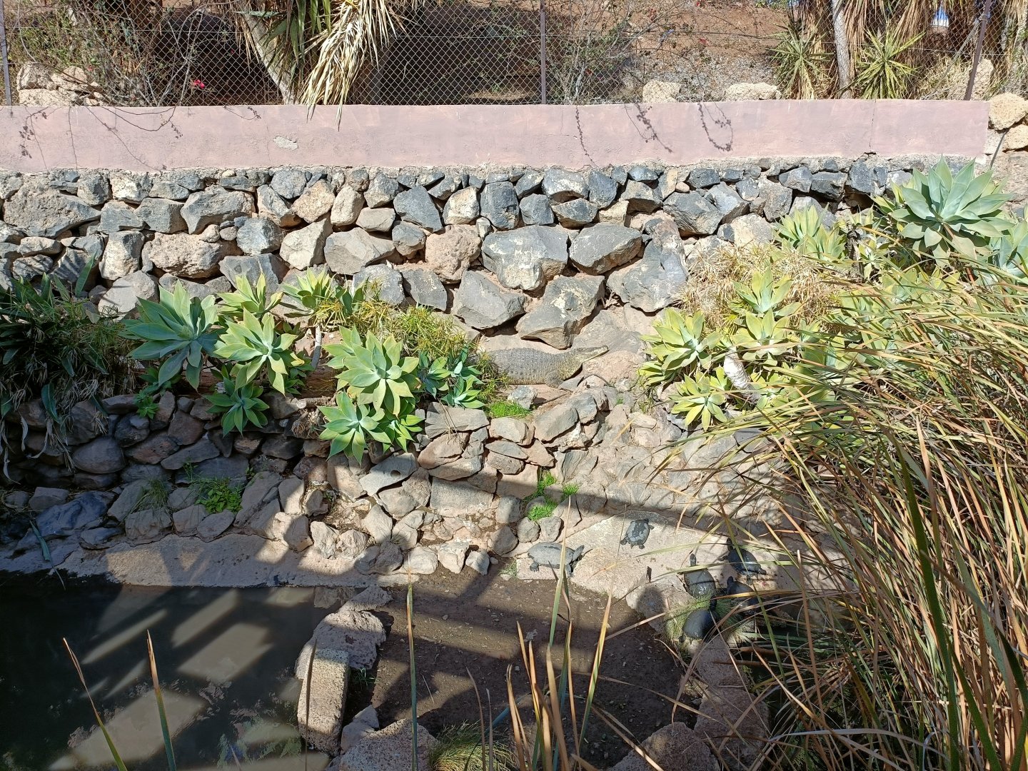 Cuban cocodrile exhibit