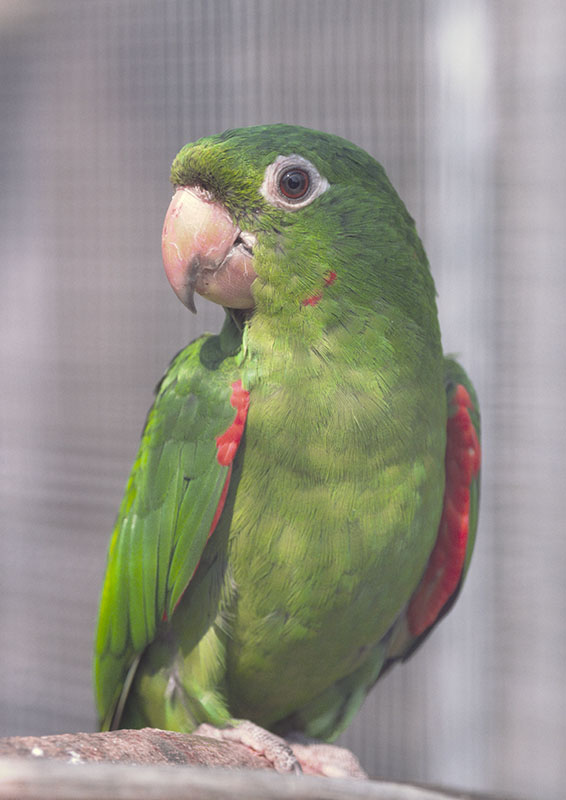 Cuban conure 1981