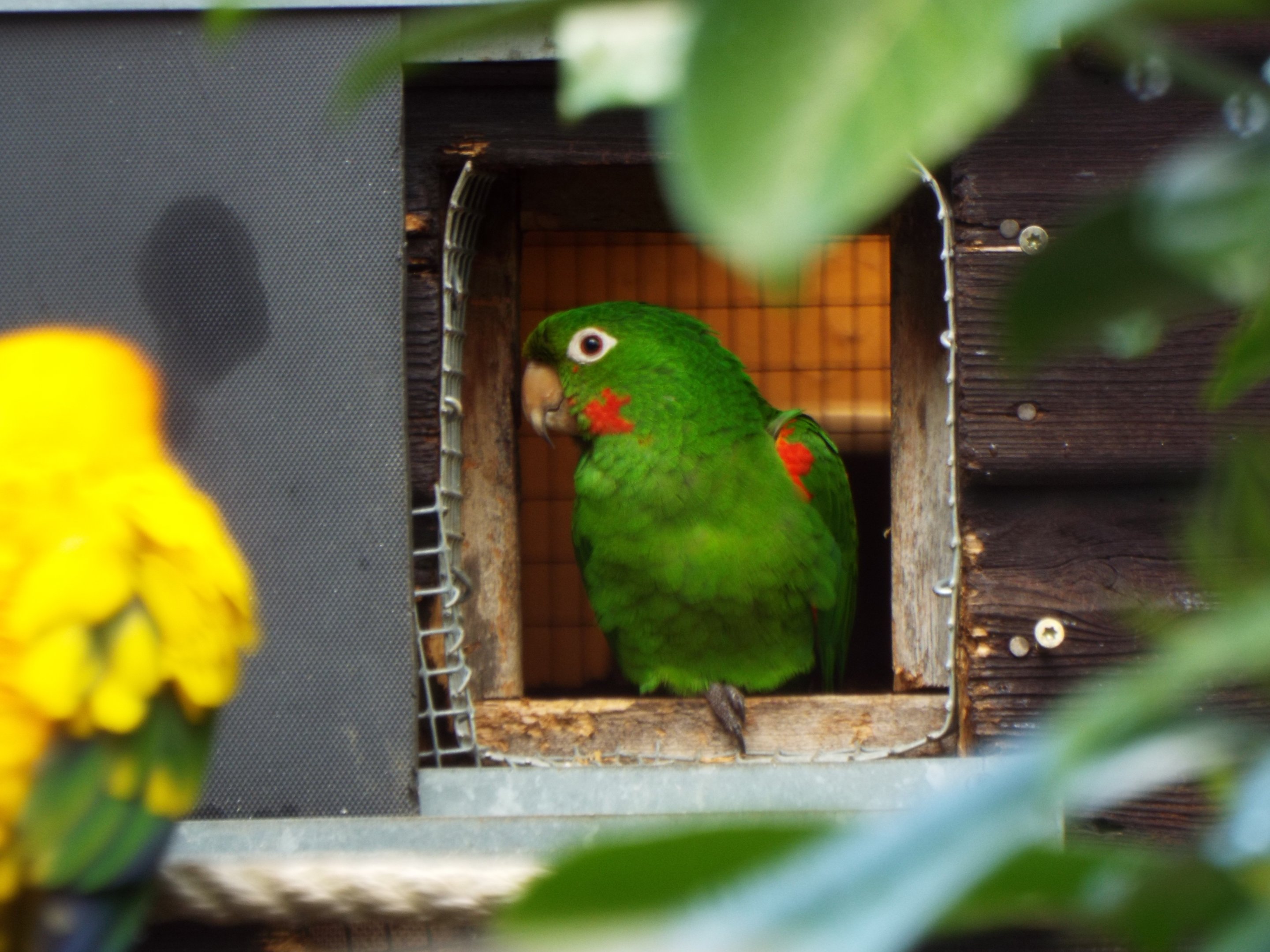 Cuban conure - Hamerton