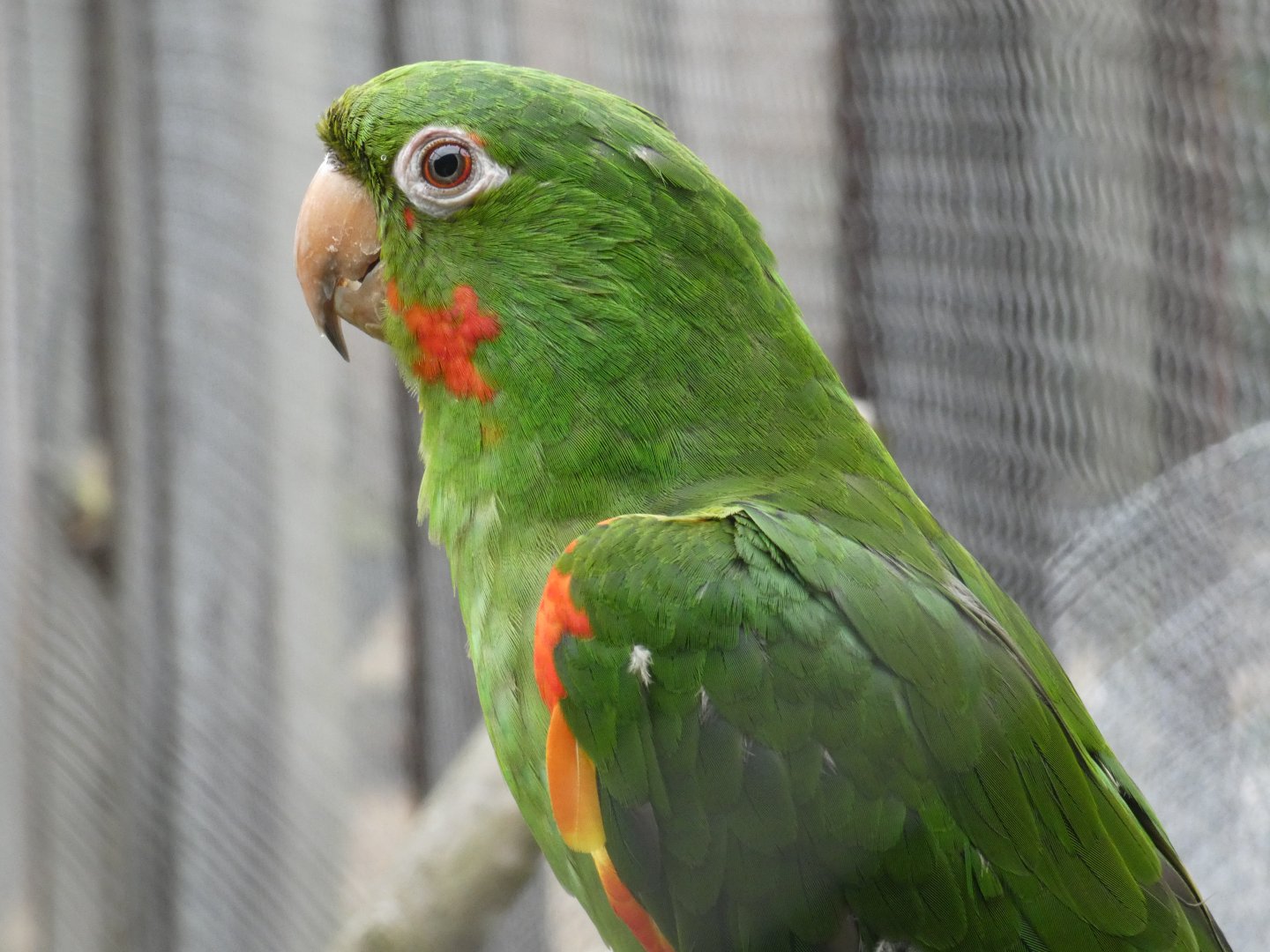 Cuban conure