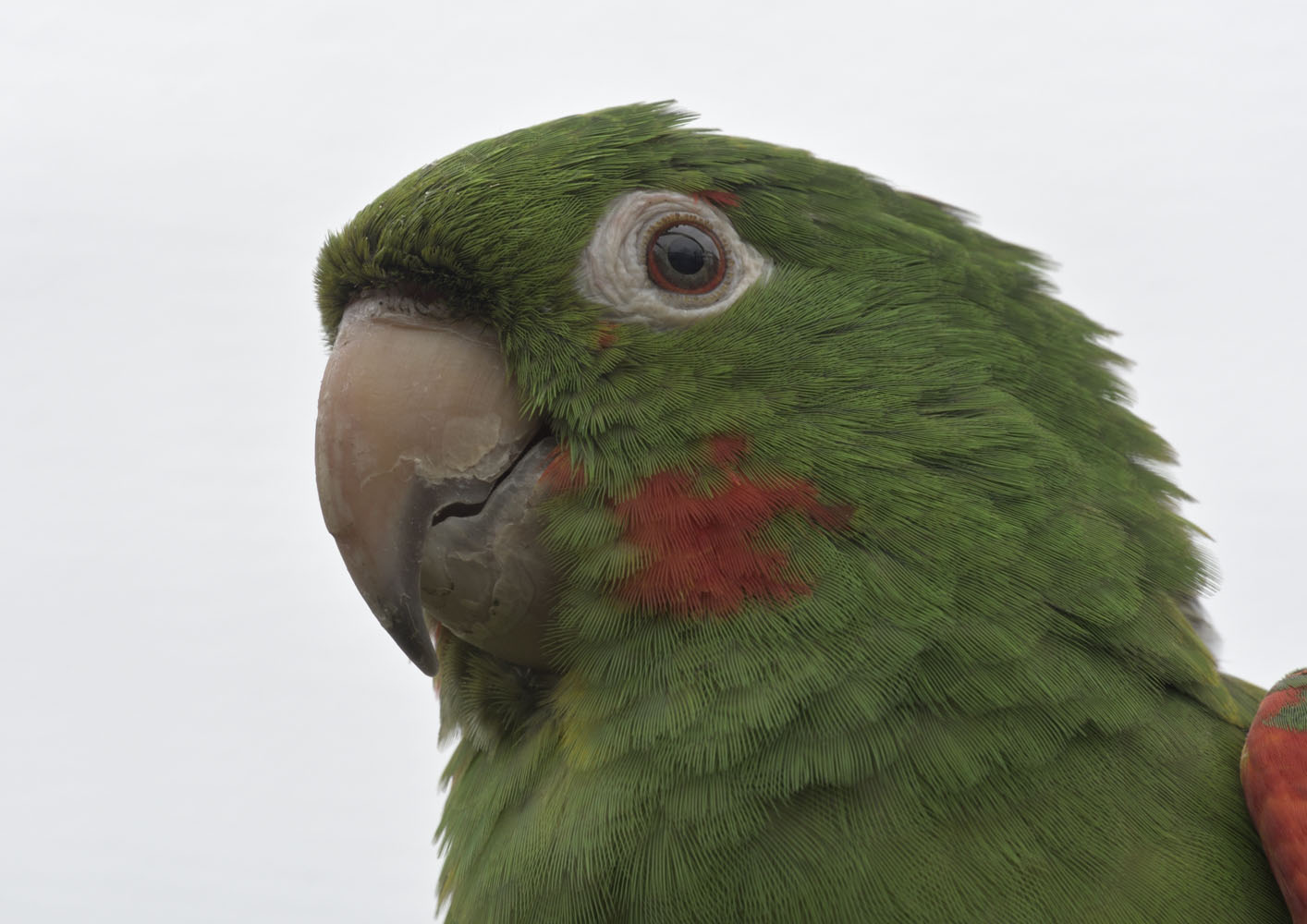Cuban conure