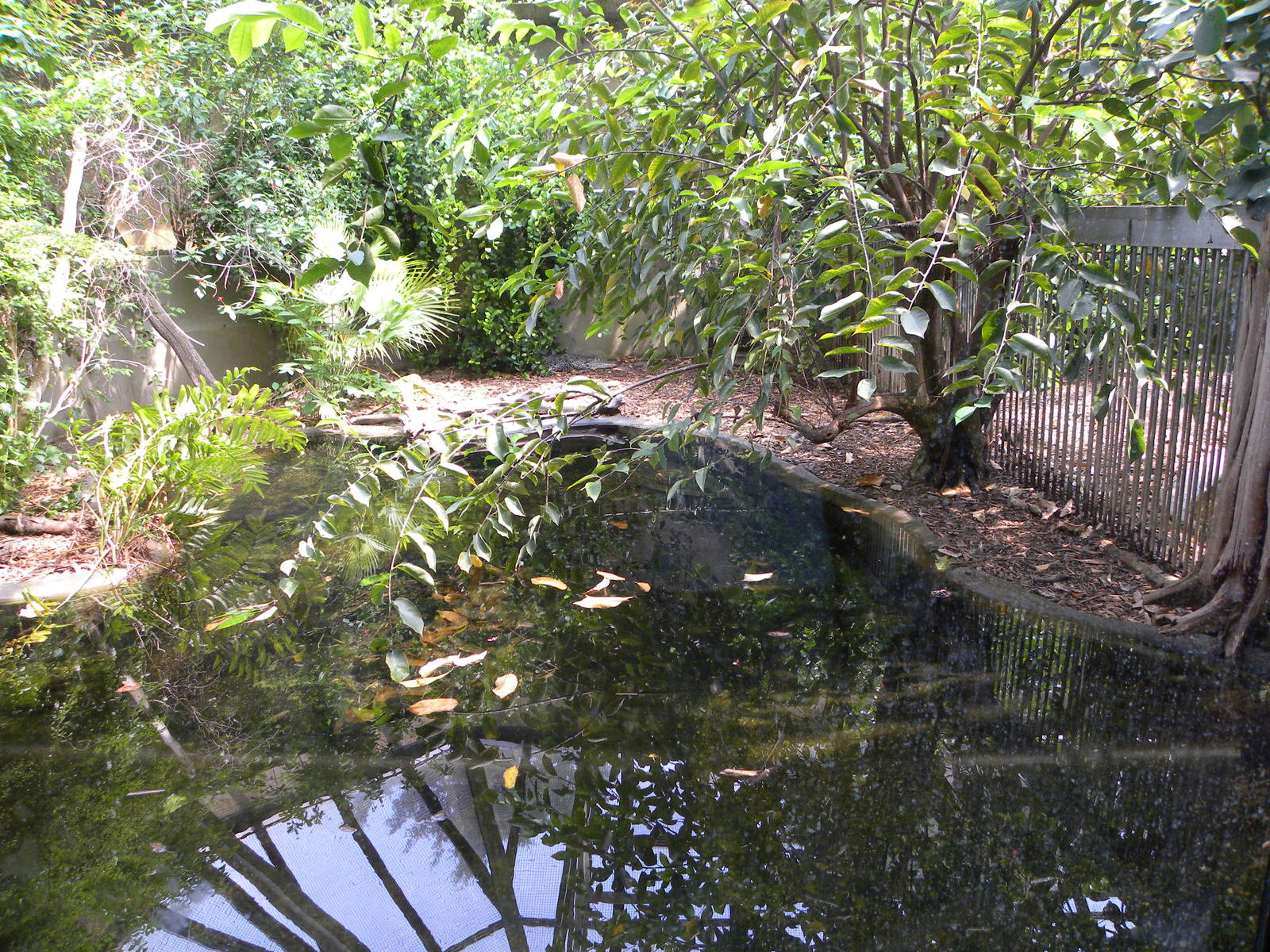 cuban croc exhibit