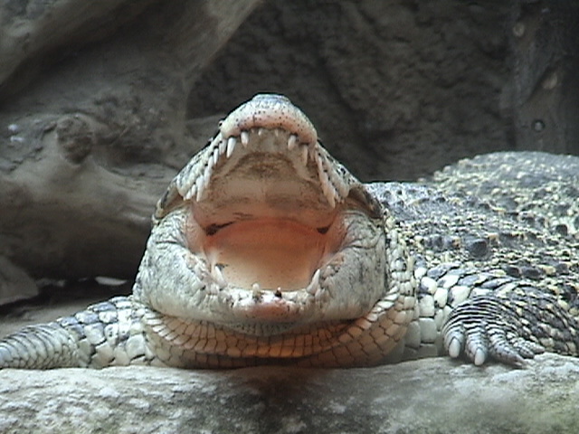 Cuban Croc