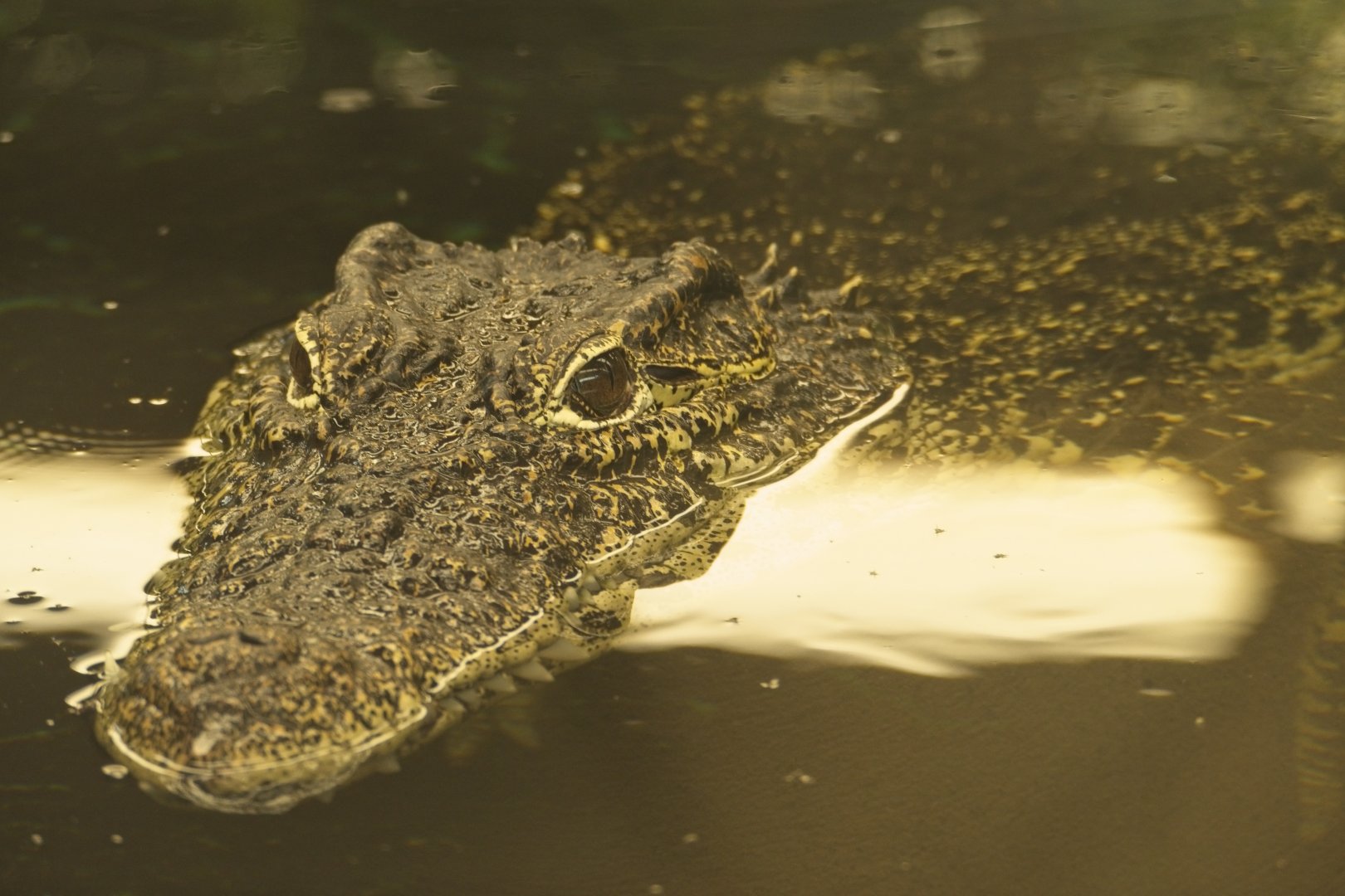 Cuban Croc