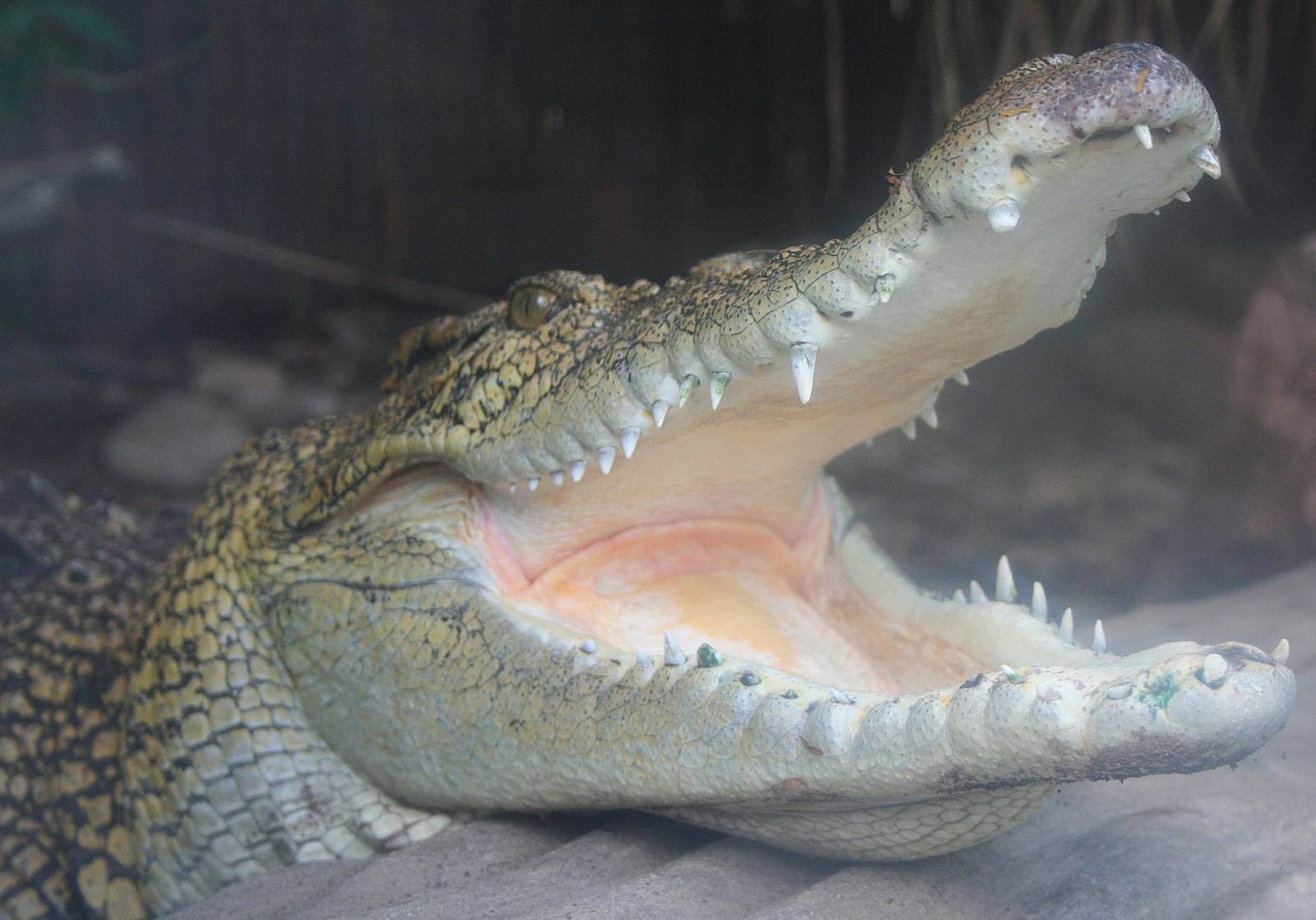 Cuban Croc
