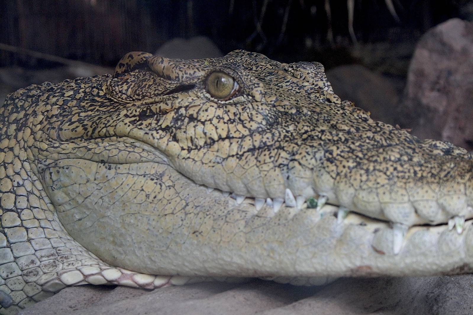 Cuban Croc