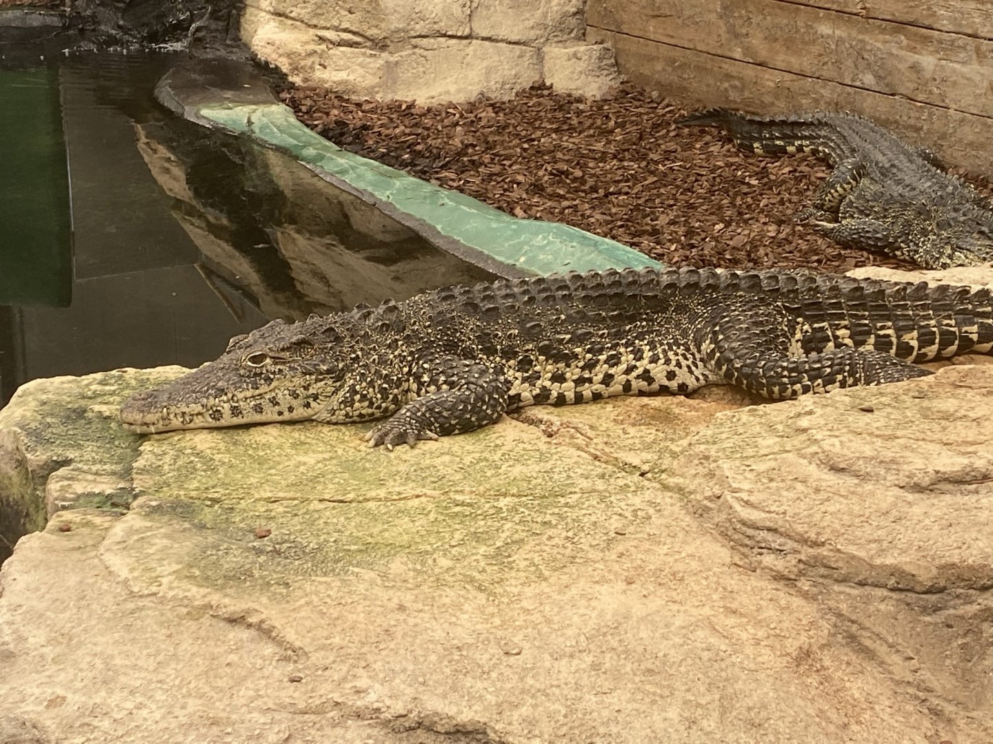 Cuban crocodile 020821