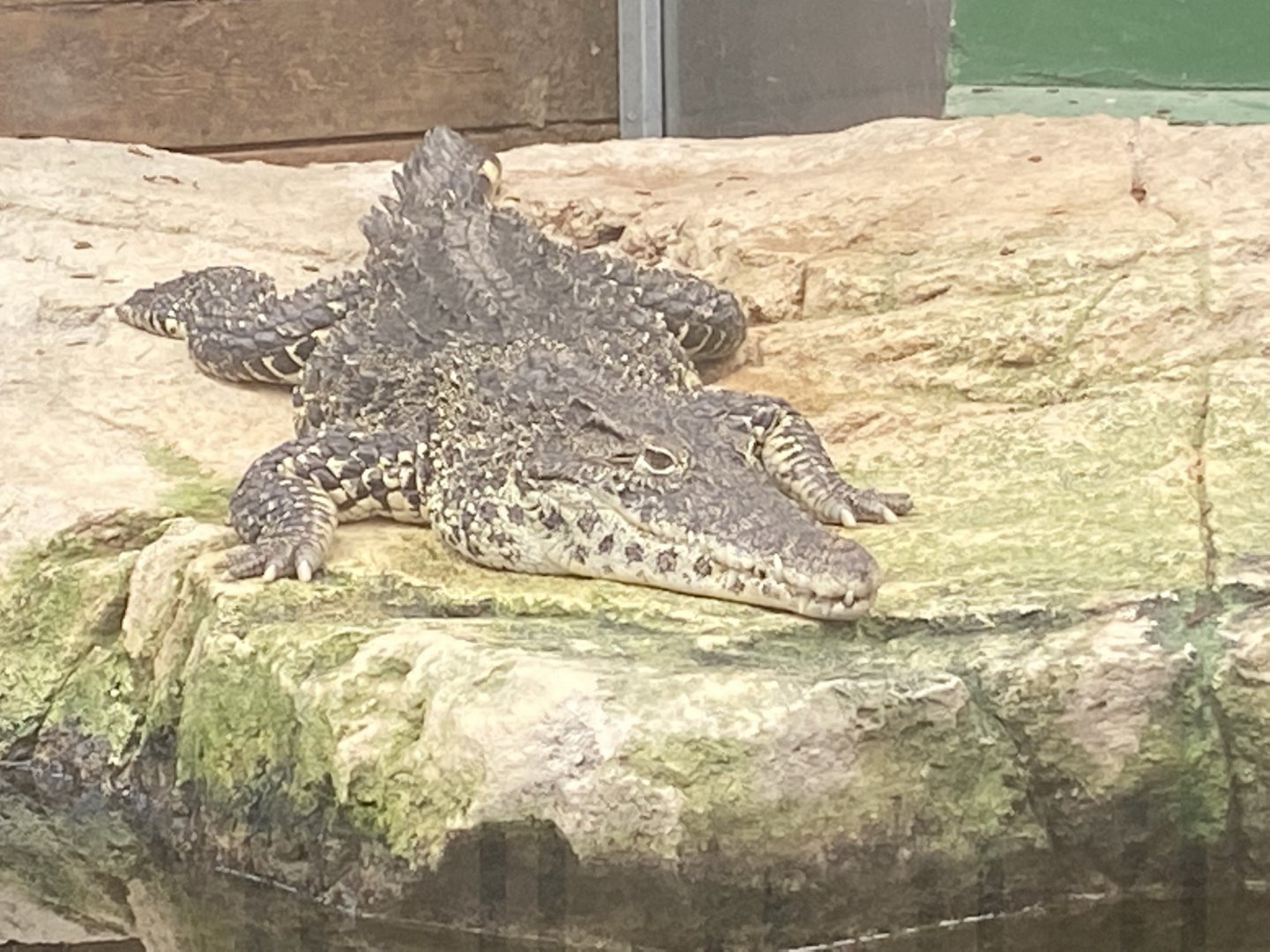 Cuban crocodile 020821
