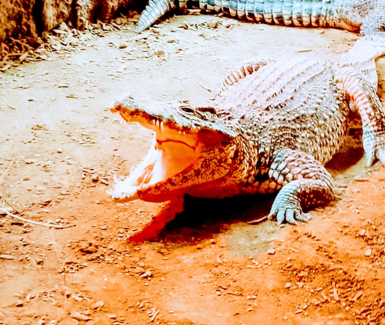 Cuban crocodile 030225