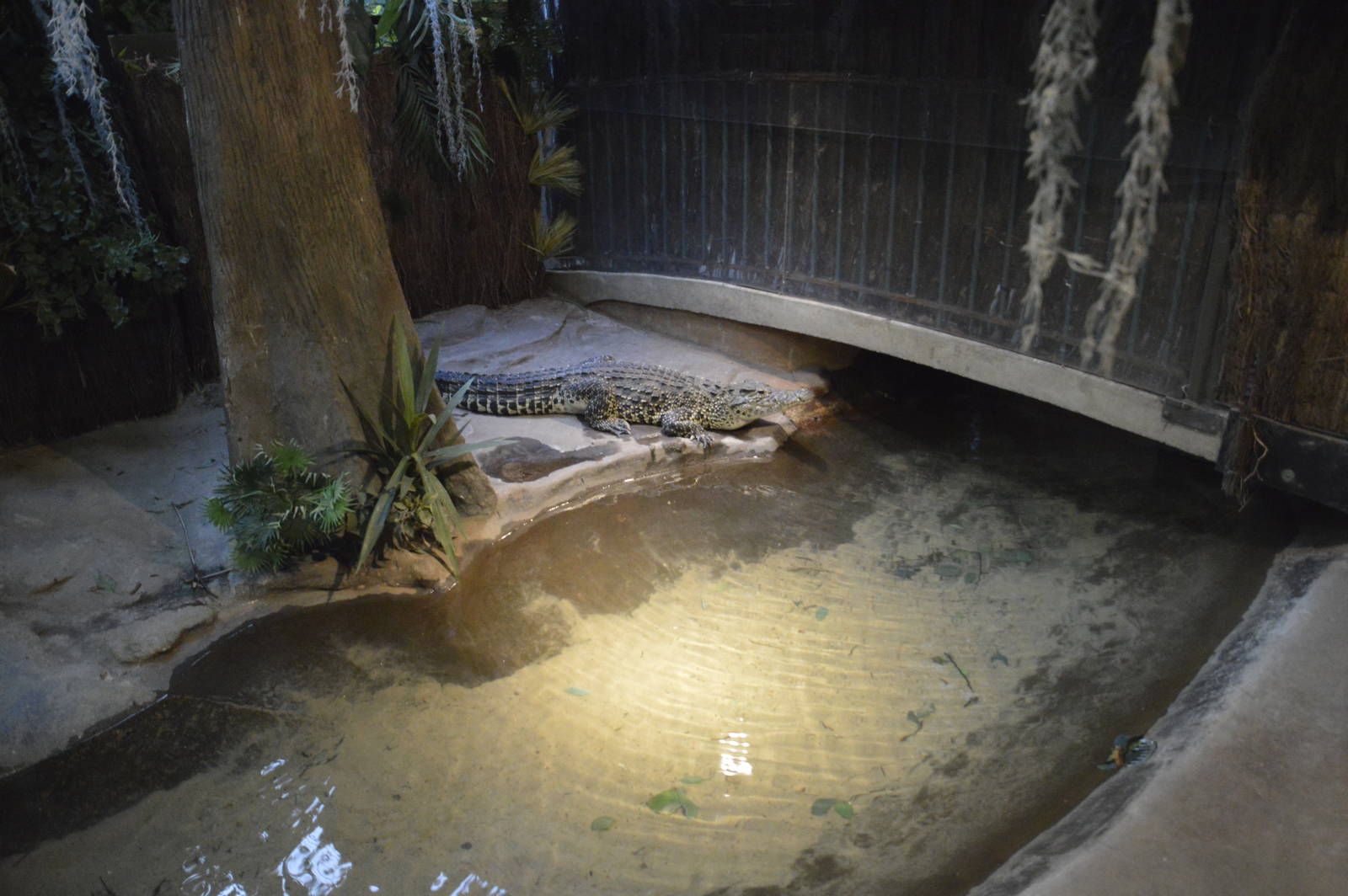 Cuban Crocodile 031215