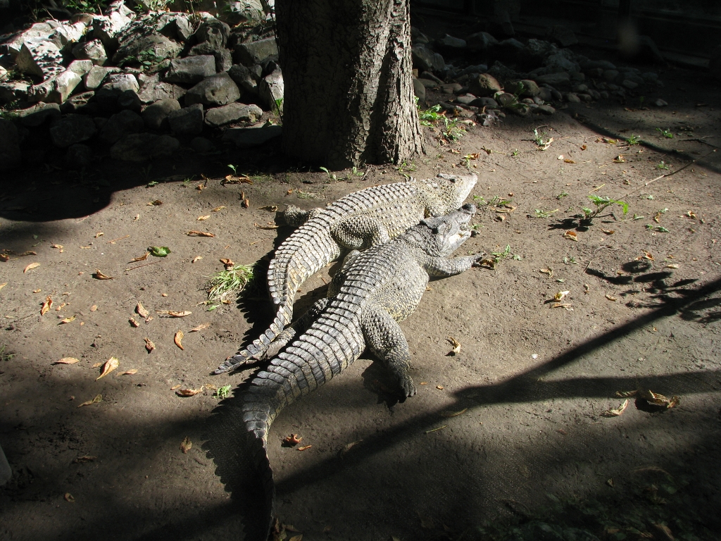 Cuban crocodile 1