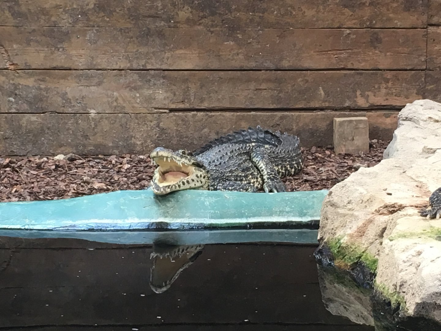 Cuban crocodile 100917