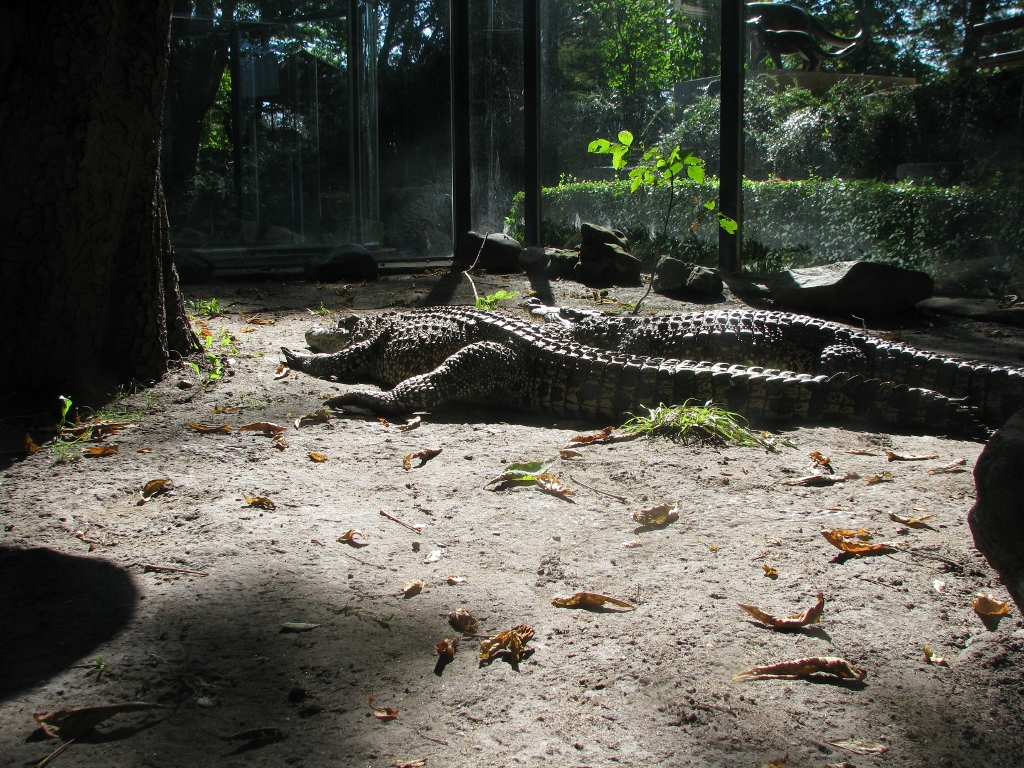 Cuban crocodile 2