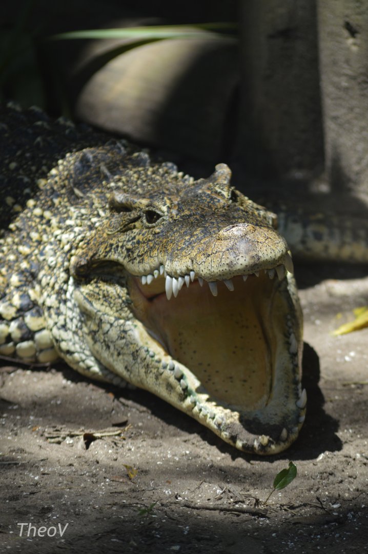 Cuban crocodile [2017]