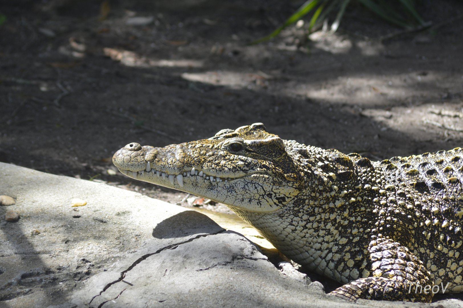 Cuban crocodile [2017]