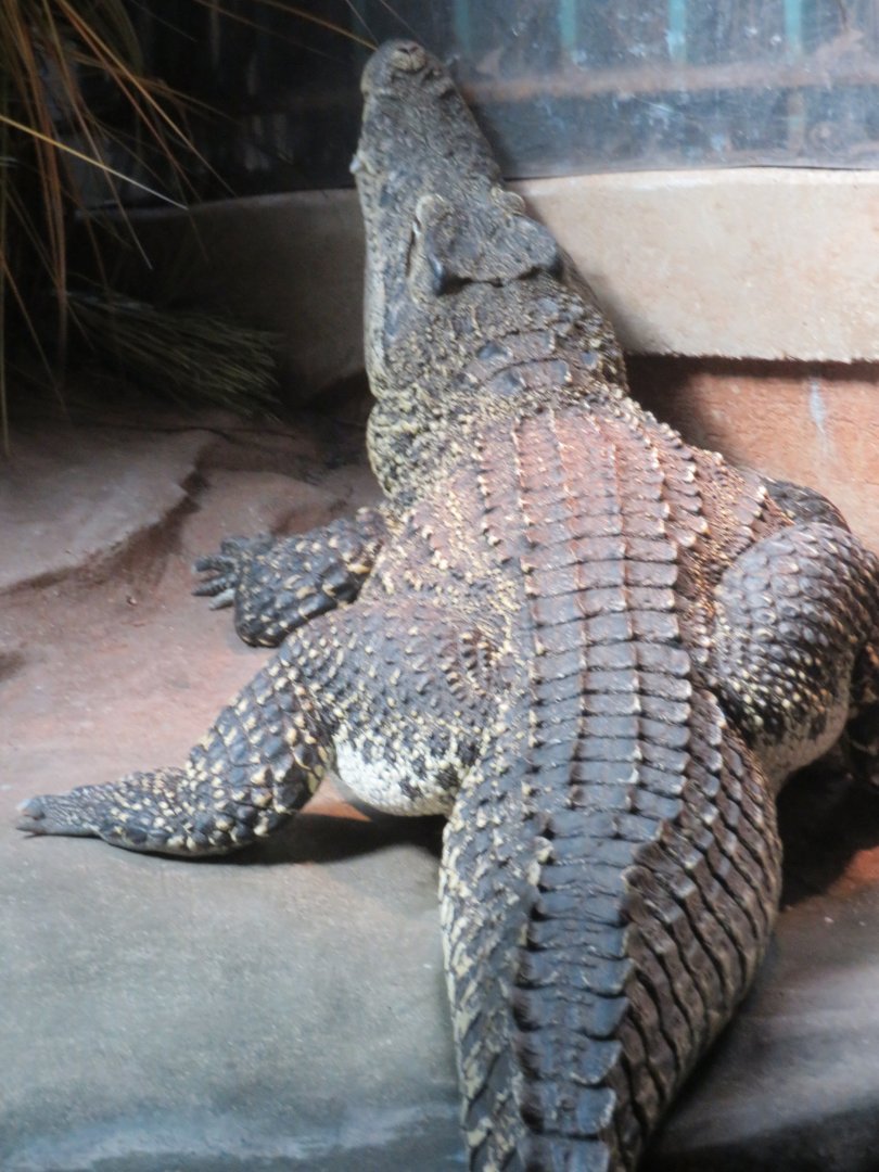 Cuban Crocodile (2019)