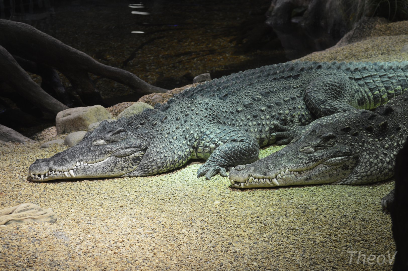 Cuban crocodile [2019]