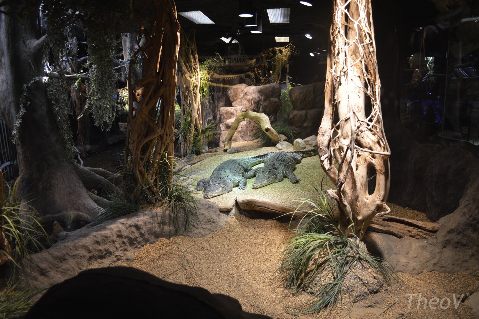 Cuban crocodile [2019]