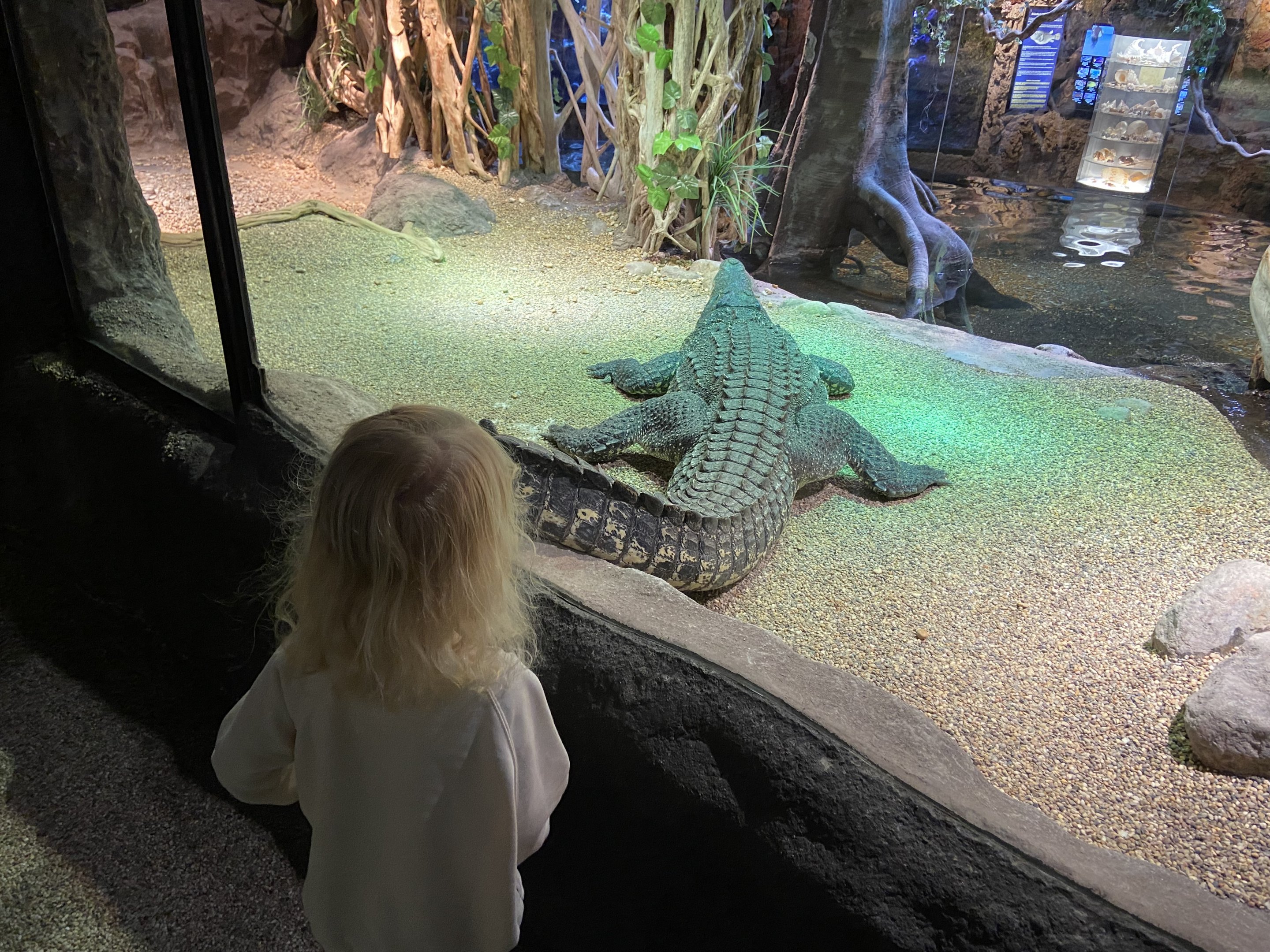 Cuban crocodile 2022