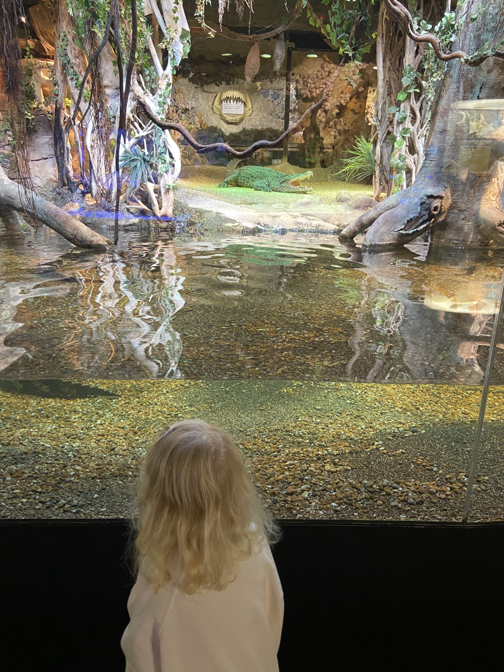 Cuban crocodile 2022