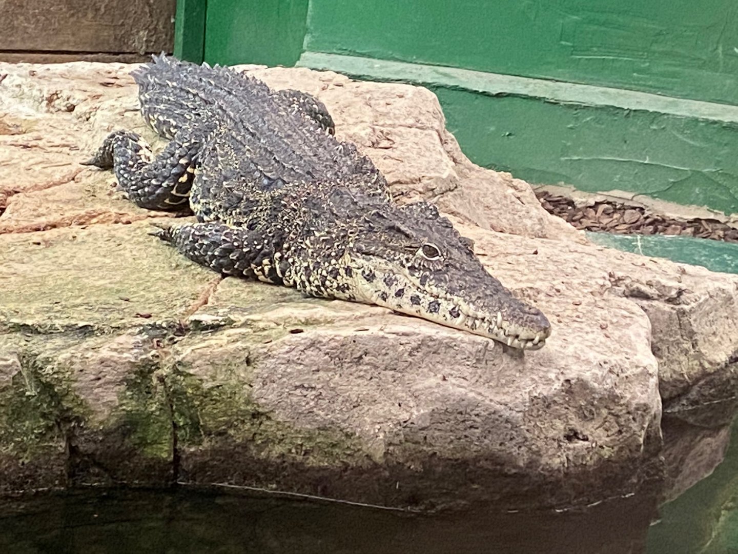 Cuban crocodile 231119