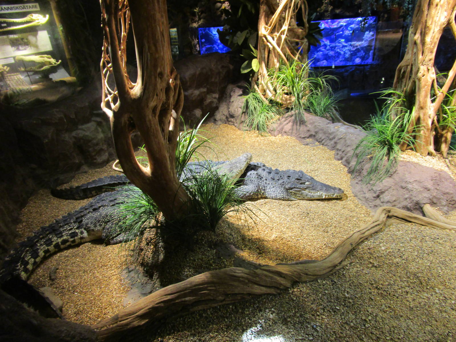 Cuban Crocodile - 24/03/15